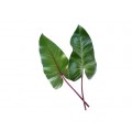 Philodendron - Emerald